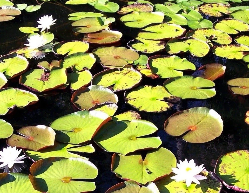 WATER LILY YELLOW CHARLENE TUBER - Live Plants SUPER PRICE!! FREE SHIPPING!!! - Image 3 of 4