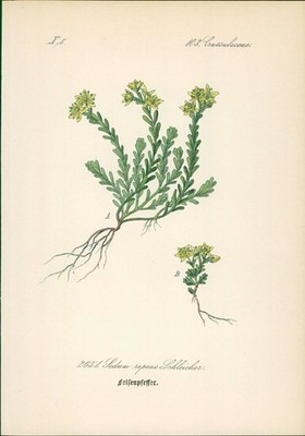 Chromolithographie : Felsenpfeffer. Sedum repens Schleicher. Crassulaceae. Syn. 
