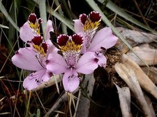 Pretty Imported Double Alstroemeria Soft Purple Flower bulbs Pack Of 2 Bulbs