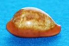 Cypraea Pyrum Insularum - just great !