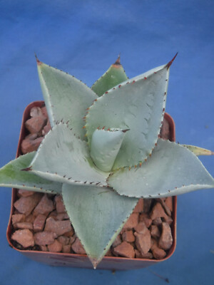 alocasia zebrina superba Alocasia Tigrina – Exotic Tiger-Striped Stem Plant main image 0
