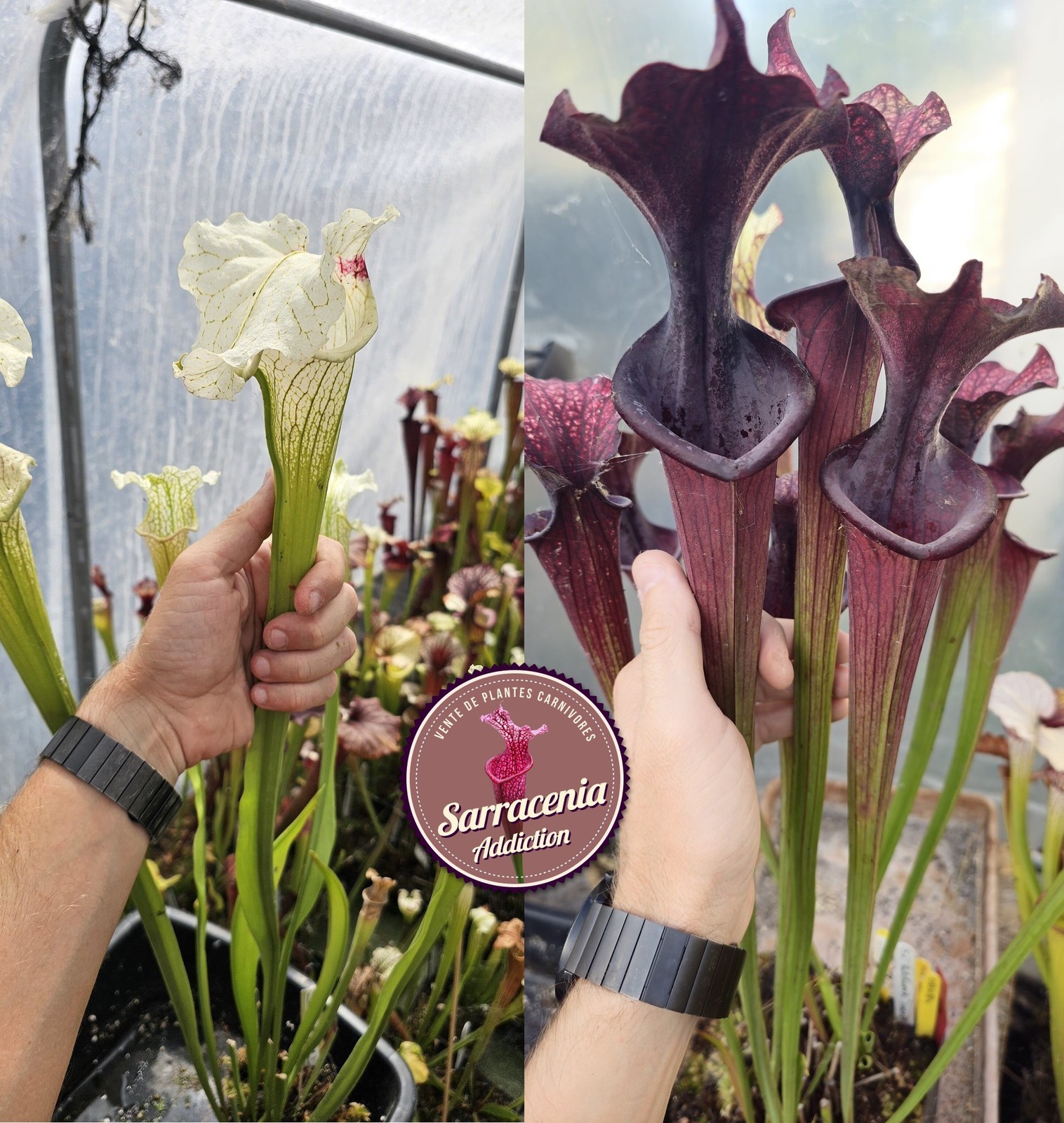 Graines de Sarracenia 2025-2026 pour plante carnivore rare de collection