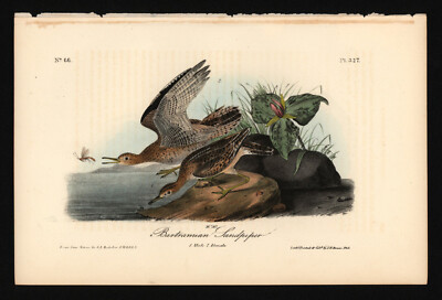 John James Audubon. Bartramian Sandpiper. No 66. Plate 327. Birds of America