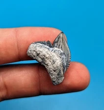 Gorgeous Large 1.05" Tiger Shark Tooth Central Florida Gem