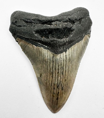 #ad Real Natural Fossil Shark Tooth – 3.7 inch Megalodon Tooth with Great Serrations $150.00