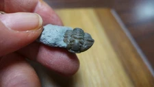 GEOLOGICAL ENTERPRISES Ordovician Fossil Trilobite Flexicalymene meeki Ohio