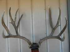 26 2/8 WIDE 6x5 rack 192 1/8 Colorado MULE DEER antlers whitetail mount elk 