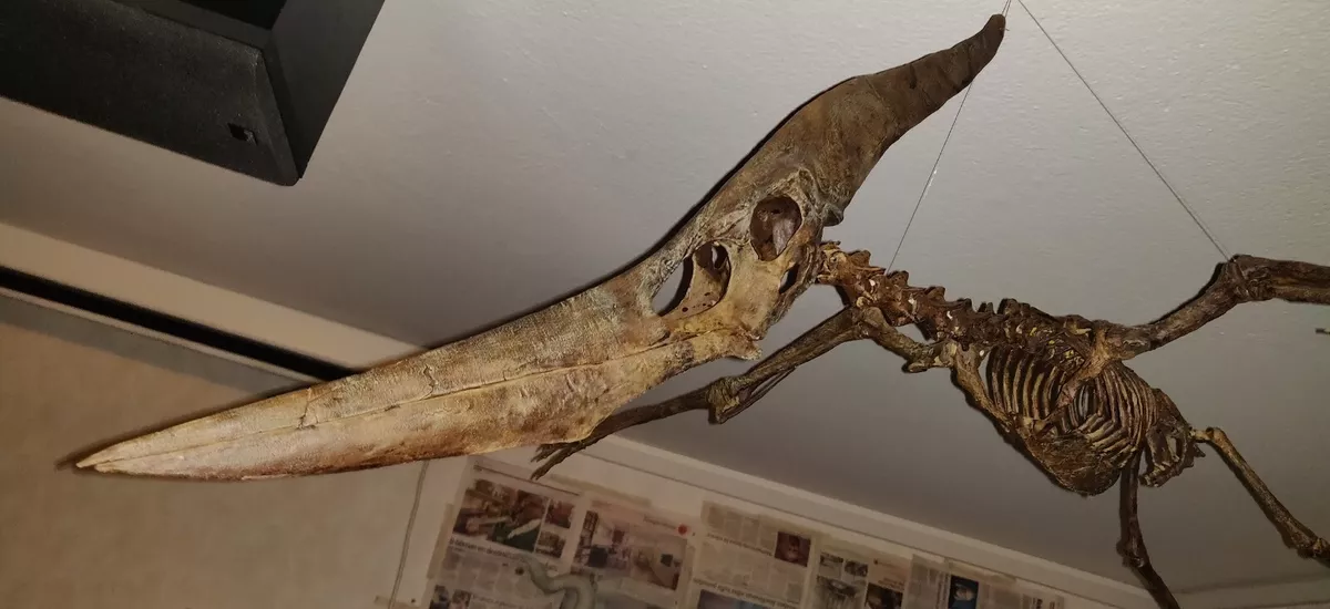 Pteranodon - Signed Fine Art Print