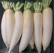 300+ Daikon Radish Seeds Heirloom NON GMO USA-SELLER!