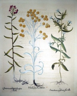 Copperplate engraving straw flower Basilius Besler Hortus Eystettensis 1613 N 158