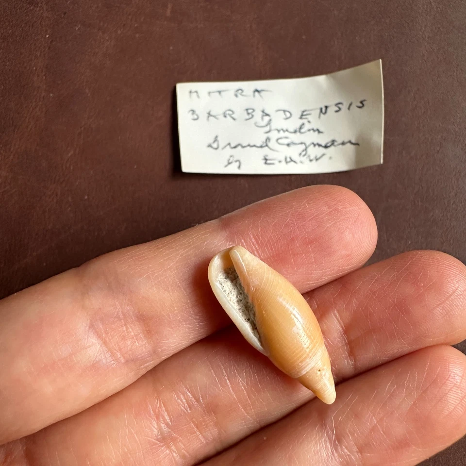 MITRA BARBADENSIS Shell Collection Foto 2 de 2