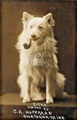 Dog ''Sitka'' Smoking a Pipe Owatonna MN Minnesota RPPC Photo Postcard COPY
