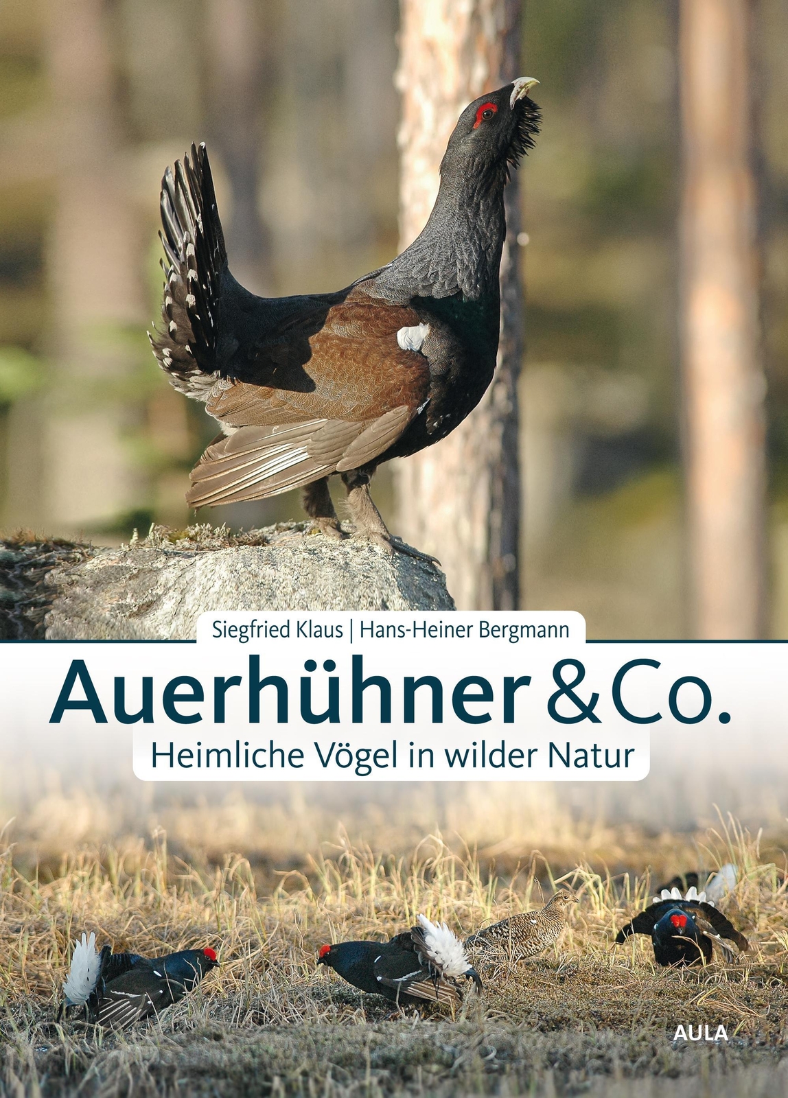 Thumbnail - Auerhühner & Co. | Heimliche Vögel In Wilder Natur | Siegfried Klaus