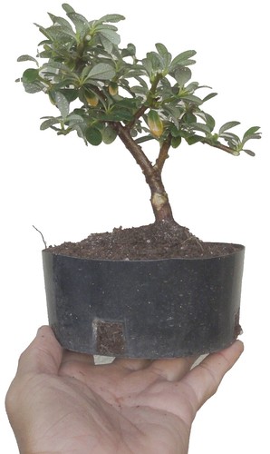 Pony Tail Miska: A Bonsai In A Attractive Pot | eBay