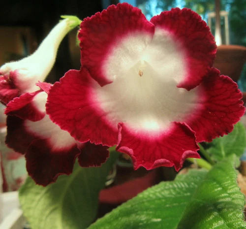 Streptocarpus Hybrid Seeds - Thumbnail 5