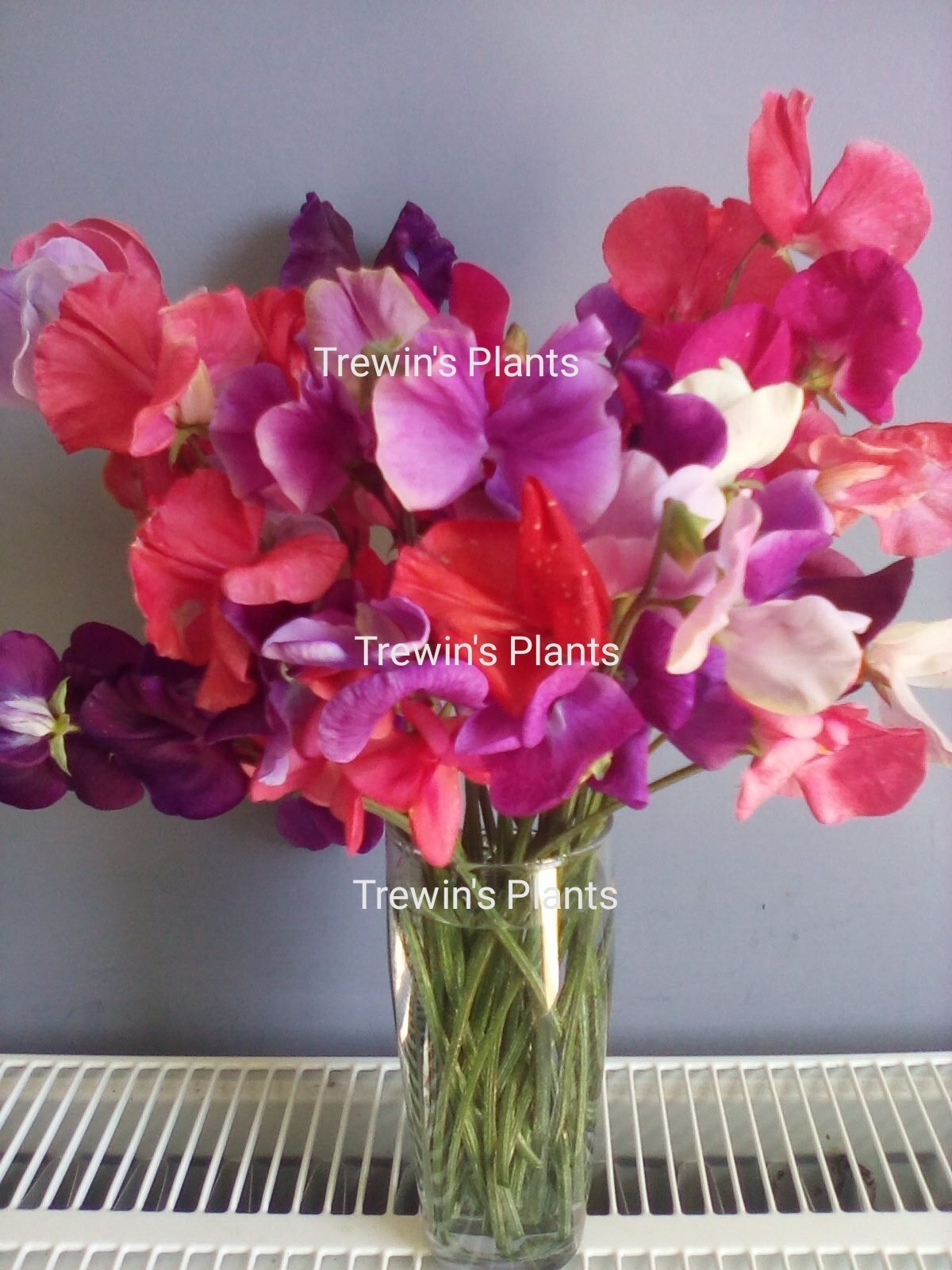 12 x Sweet Pea Plug Plants Mammoth & Spencer Giant Waved Pictures Are