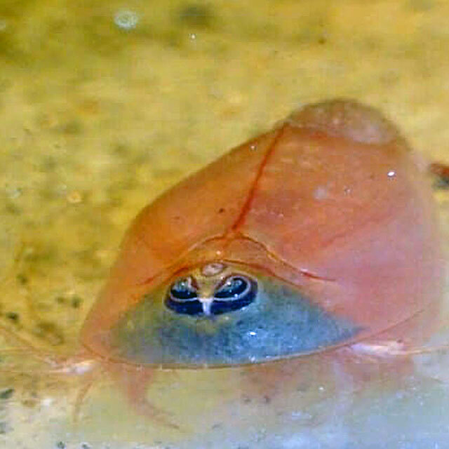 Triops breeding preparations – This is how it is done
