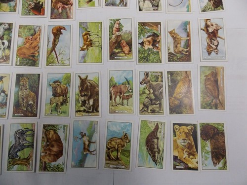 Juego completo 48 tarjetas de cigarrillos Gallaher animales salvajes 1937 - Imagen 5 de 10