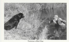 Vintage Postcard TRAINING A BIRD DOG Duck Boy Card Hamilton MT  Paul Stanton