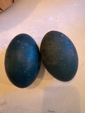 2 For 1 Fertile Emu Eggs For Hatching from confirmed Breeding Pair