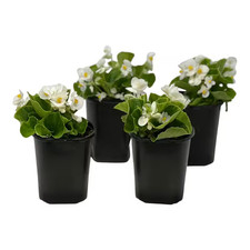 1.38 Pt. Begonia Green Leaf White Flower in 4.5 In. Grower'S Pot 4-Plants 