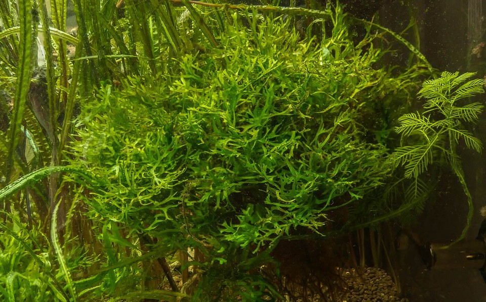 *BUY 2 GET 1FREE* Lace Java Fern Microsorum Windelov Live Aquarium ...