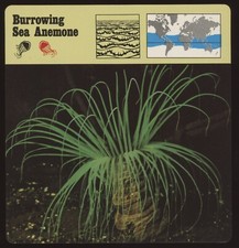 Burrowing Sea Anemone  Safari Cards Rencontre Invertebrates
