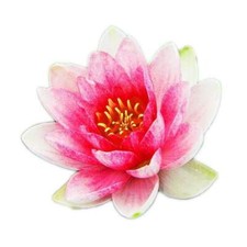 Nymphaea Attraction Water Lily Pond Aquarium Plants Factory