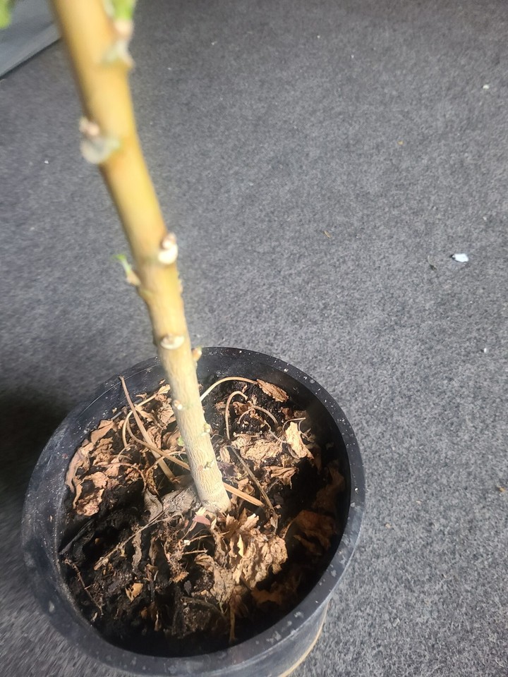 Bele Plant/South Seas Salad Tree (Abelmoschus Manihot) Edible. eBay