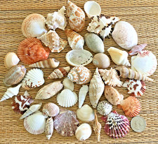 1/2 LB. OF SMALL MEDIUM TO MEDIUM SEA SHELLS 1-1/8" TO 2-1/2" - CRAFT OR DECOR