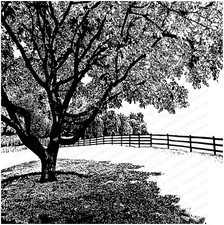TREE Cover A Card Background Cling Rubber Stamp Impression Obsession CC378 New