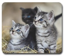 Three Kittens w/ Blue Eyes  Mouse Pad / PC Mousepad  Cat Lovers  Great Gift 