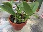 RARE CROSS ,Guarianthe skinneri ( CARPINTERIA FCC/AOS) X ANGELA DE ALVARENGA — photo 3
