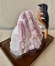 Stunning American Redstart Warbler  6"  -Peter Muller