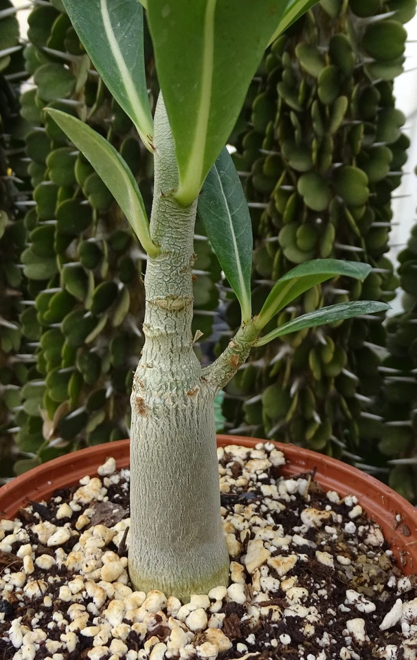 ADENIUM ARABICUM  cactus plante grasse caudex euphorbe jatropha rose du desert3 - Photo 4/4