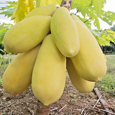 1.000 Golden Papaya Seedss Carica papaya For Planting