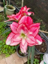 Imp. Amaryllis Lily Flower Bulbs Pack of 3 Bulbs STRIP PINK 