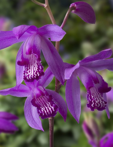 Bletilla striata 'Purple' Lila Gartenorchidee Winterharte Pflanze
