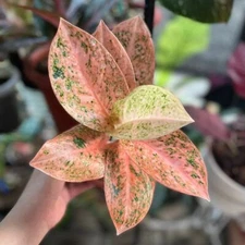 Aglaonema Stardust Orange with Phytosanitary Certificate / DHL Express