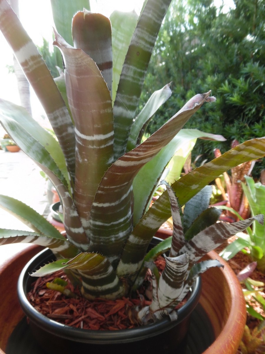 Aechmea BLACK CHANTINII Bromeliad one tropical plant *BIG* | eBay