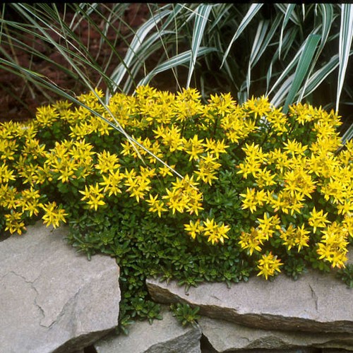 120+ SEDUM STONECROP, YELLOW GROUND COVER, PERENNIAL