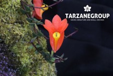 DENDROBIUM VANNOUHUYSII MINIATURE CREEPING ORCHID MOUNTED