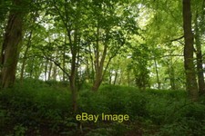 Photo 6x4 Slipes Wood Therfield 2 c2021