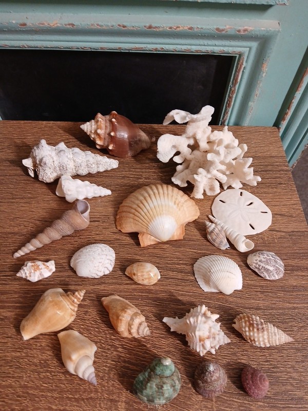 Sea Shell Mix For Aquarium Shells  & Coral Stunning Colors. Great Mix Of Shells