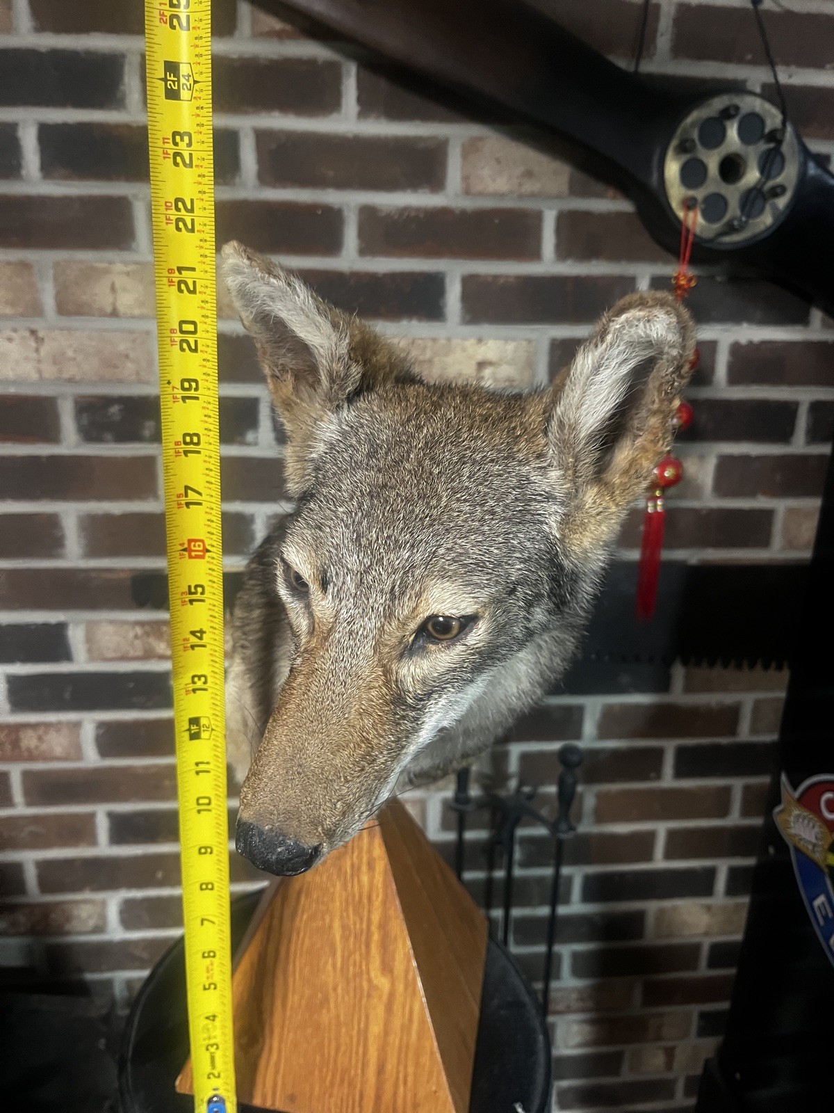 East Tennessee Coyote Taxidermy Shoulder Mount on Hardwood Base