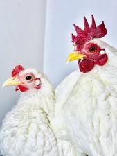 8  Pure Serama Hatching Eggs  SHOW QUALITY  Rare Lines  4-H Project