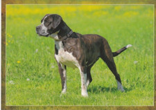 Cartolina Bandog #1