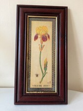 Vintage print of Yellow Iris flower in wooden frame