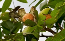 Black Walnut Tree – Live Tree in 4-Inch Pot (12–18" Tall)