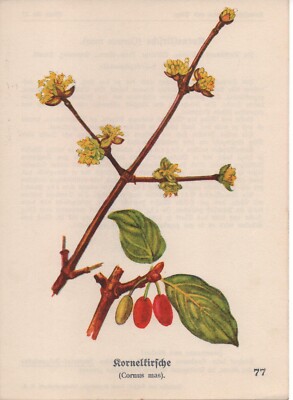 ca. 1930 - Kornelkirsche (Cornus mas), alter Druck